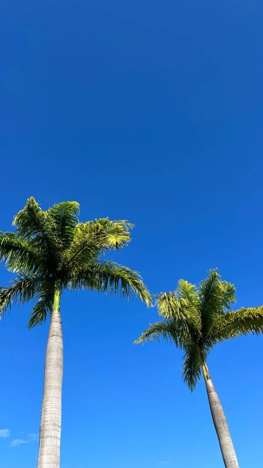 Two tall palm trees against a bright blue sky in Da Nang