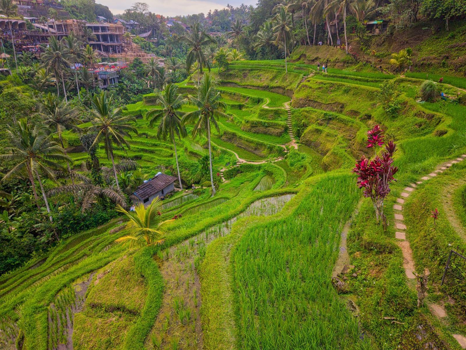 Aerial view of green rice terraces in Bali