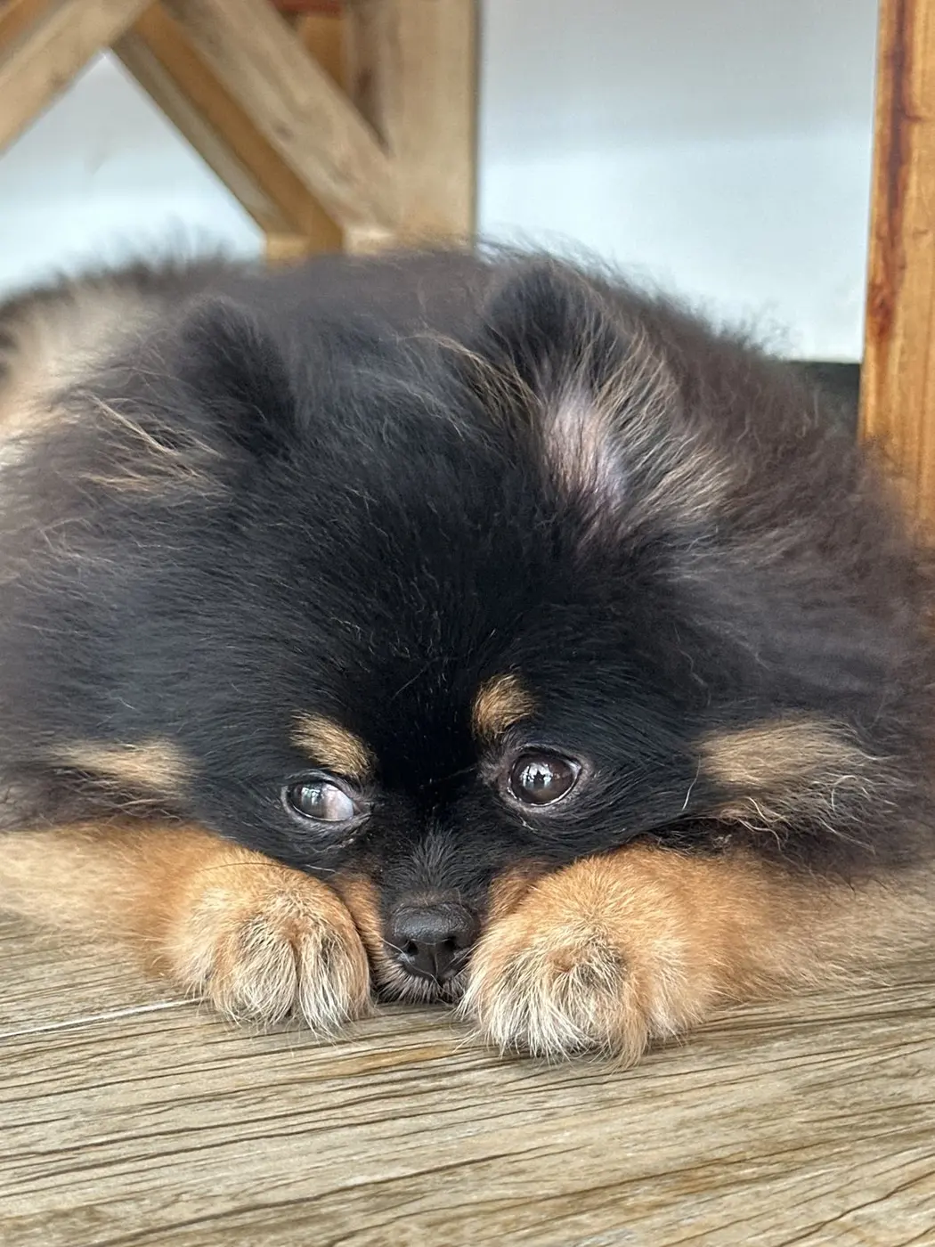 Fluffy black and ginger spitz puppy asleep on a wooden surface