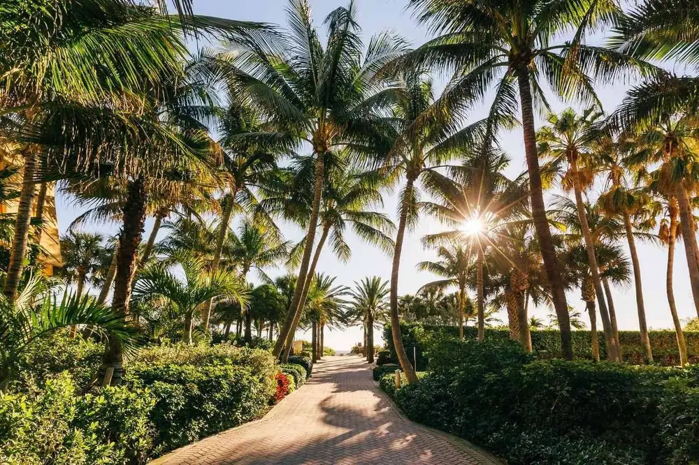 Palm-lined street in Nha Trang