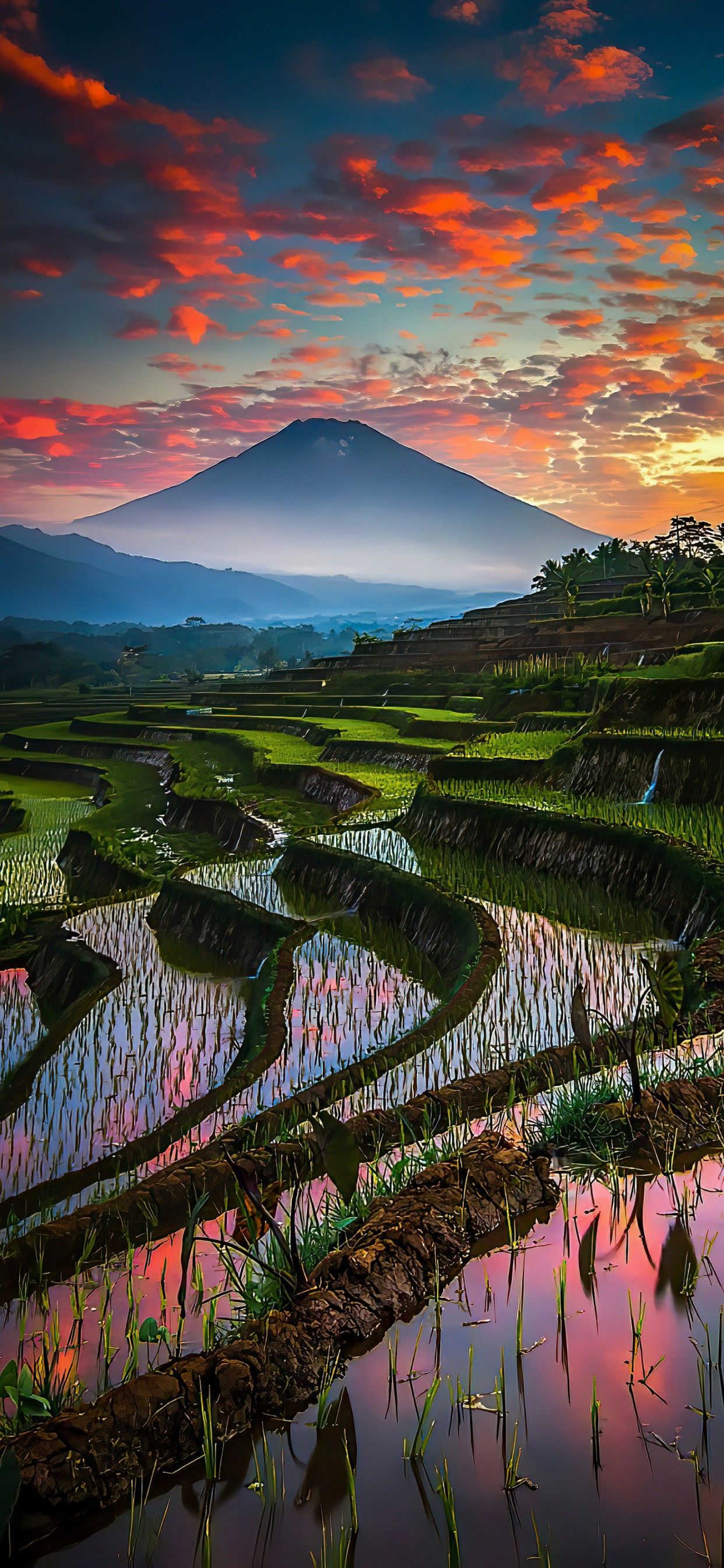 Rice terraces in southern Vietnam near the Ha Tien route