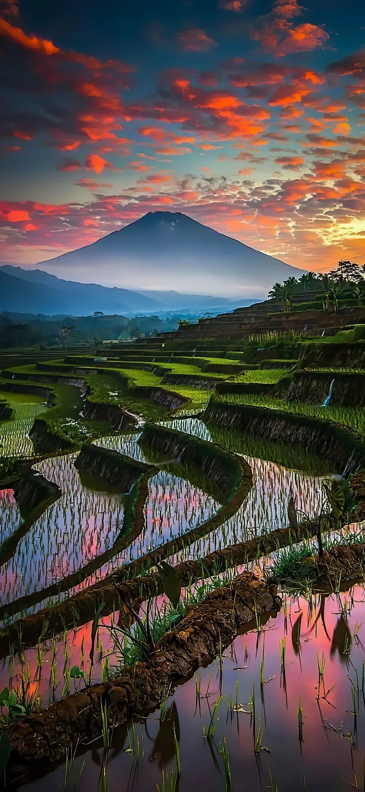 Rice terraces in southern Vietnam near the Ha Tien route