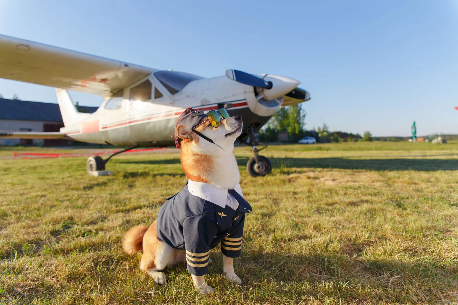Moving to Vietnam with a Dog: Documents and Real Costs in 2026