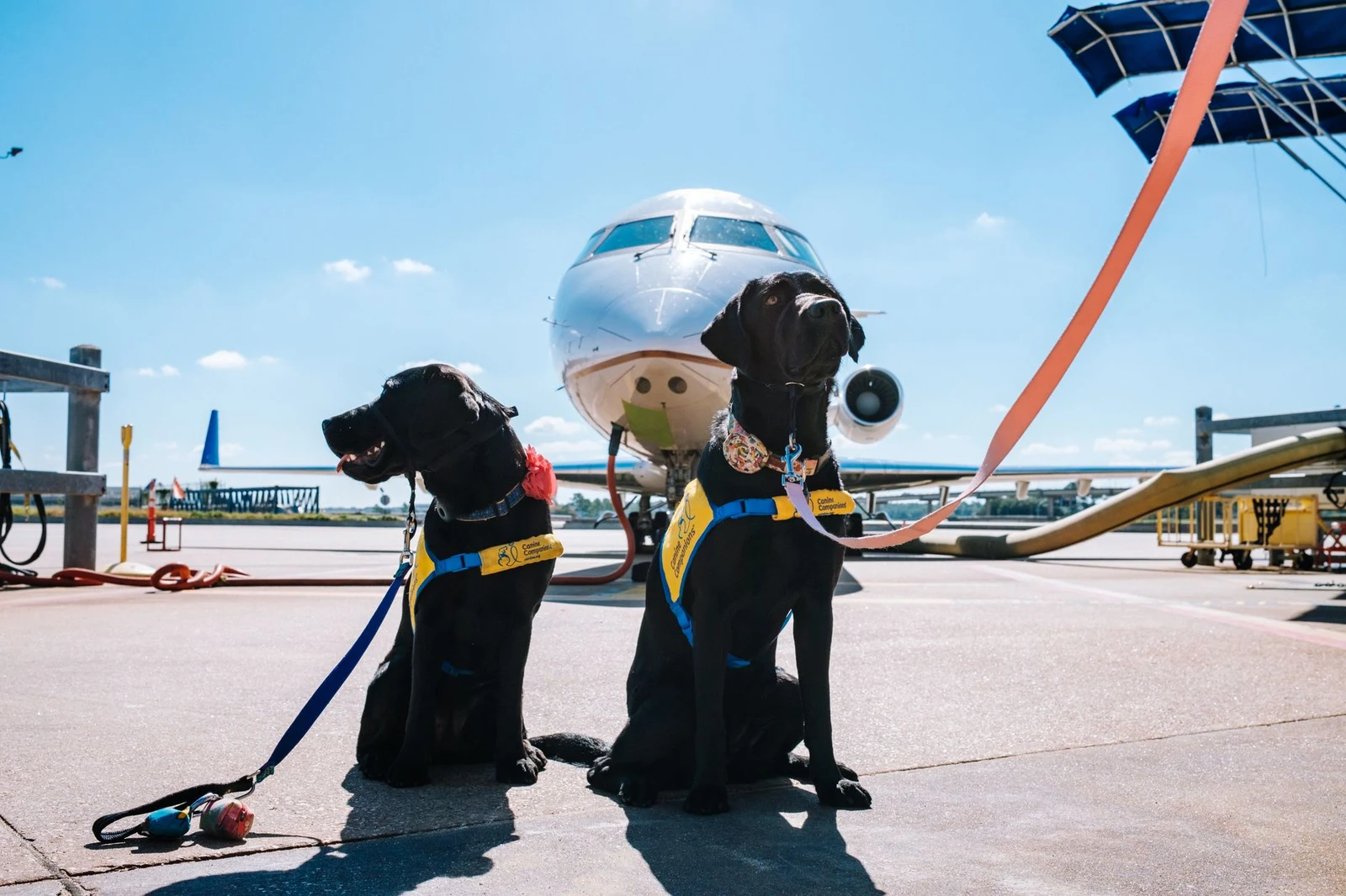 Dogs traveling with owner at an international airport
