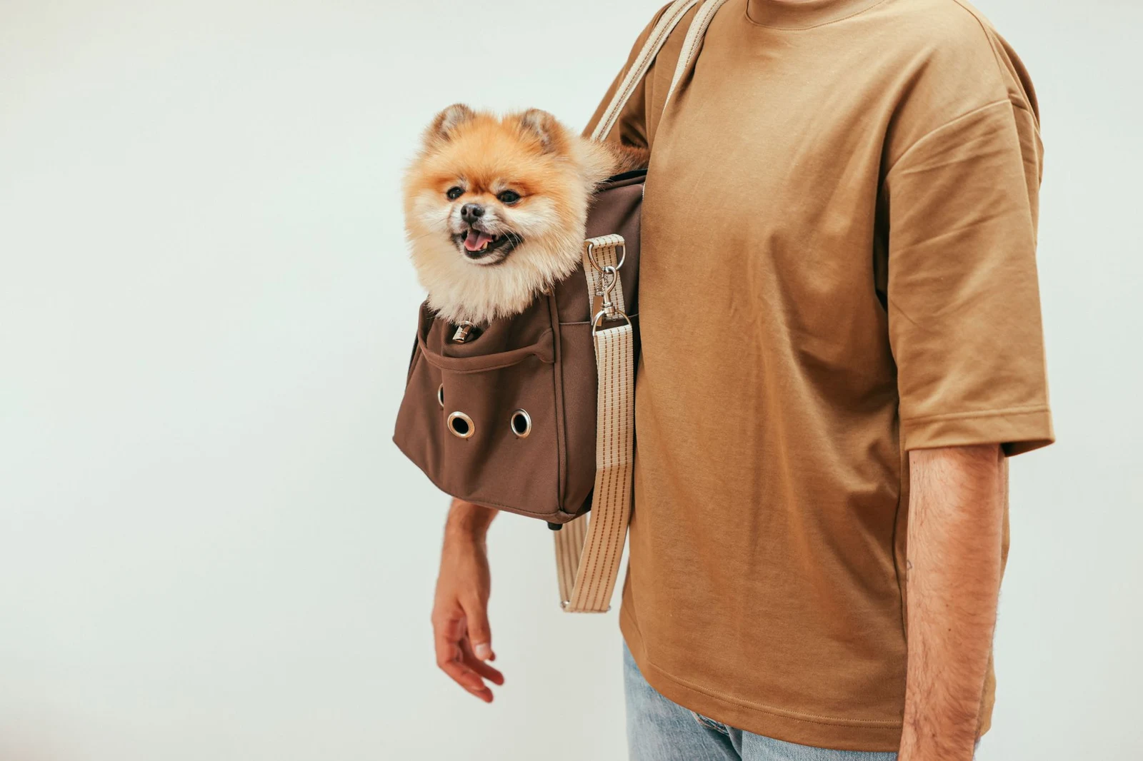 Small dog sitting in a soft-sided travel bag suitable for airline cabin