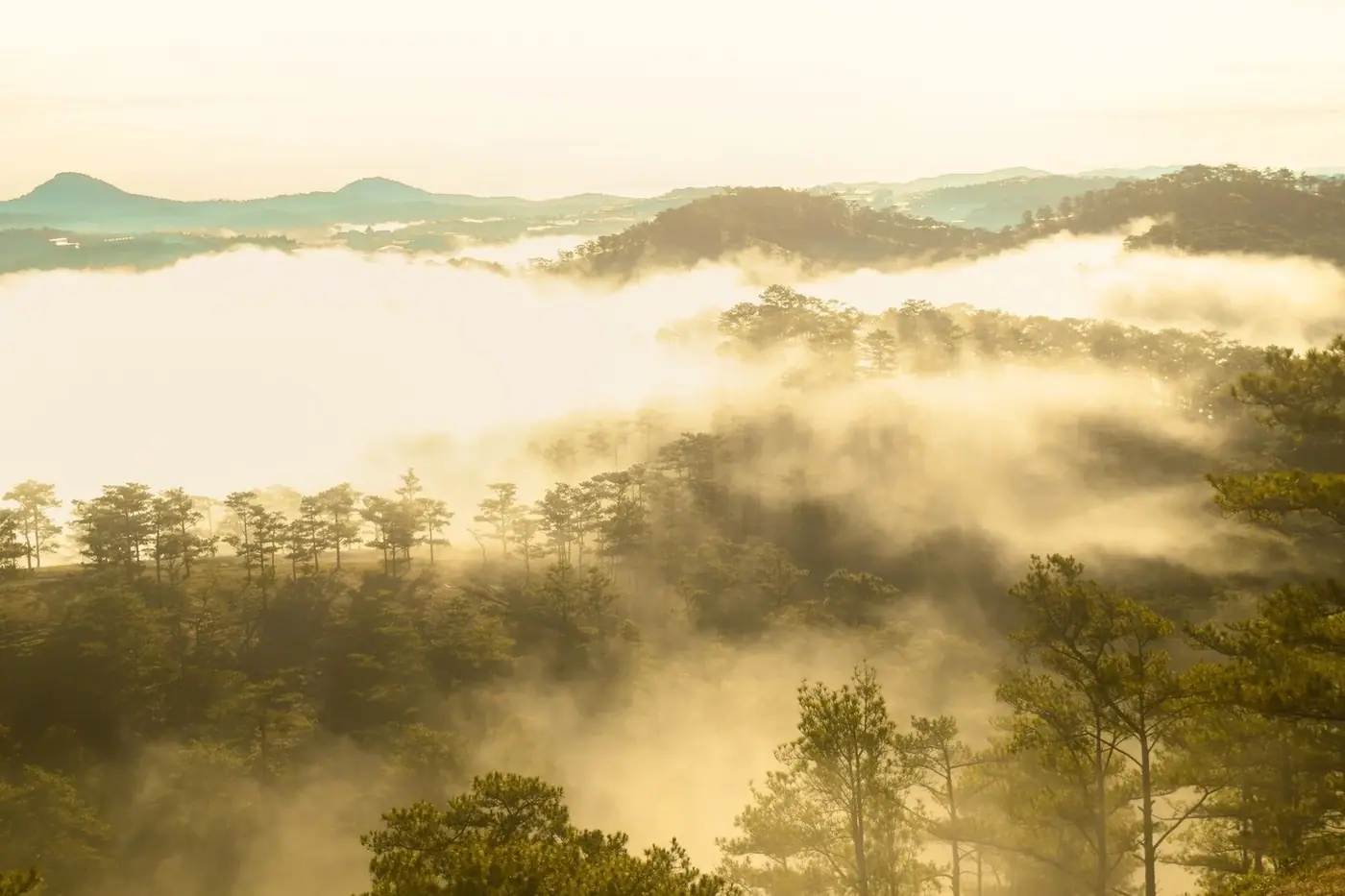 Morning fog rolling over pine-covered hills in Vietnam’s Central Highlands