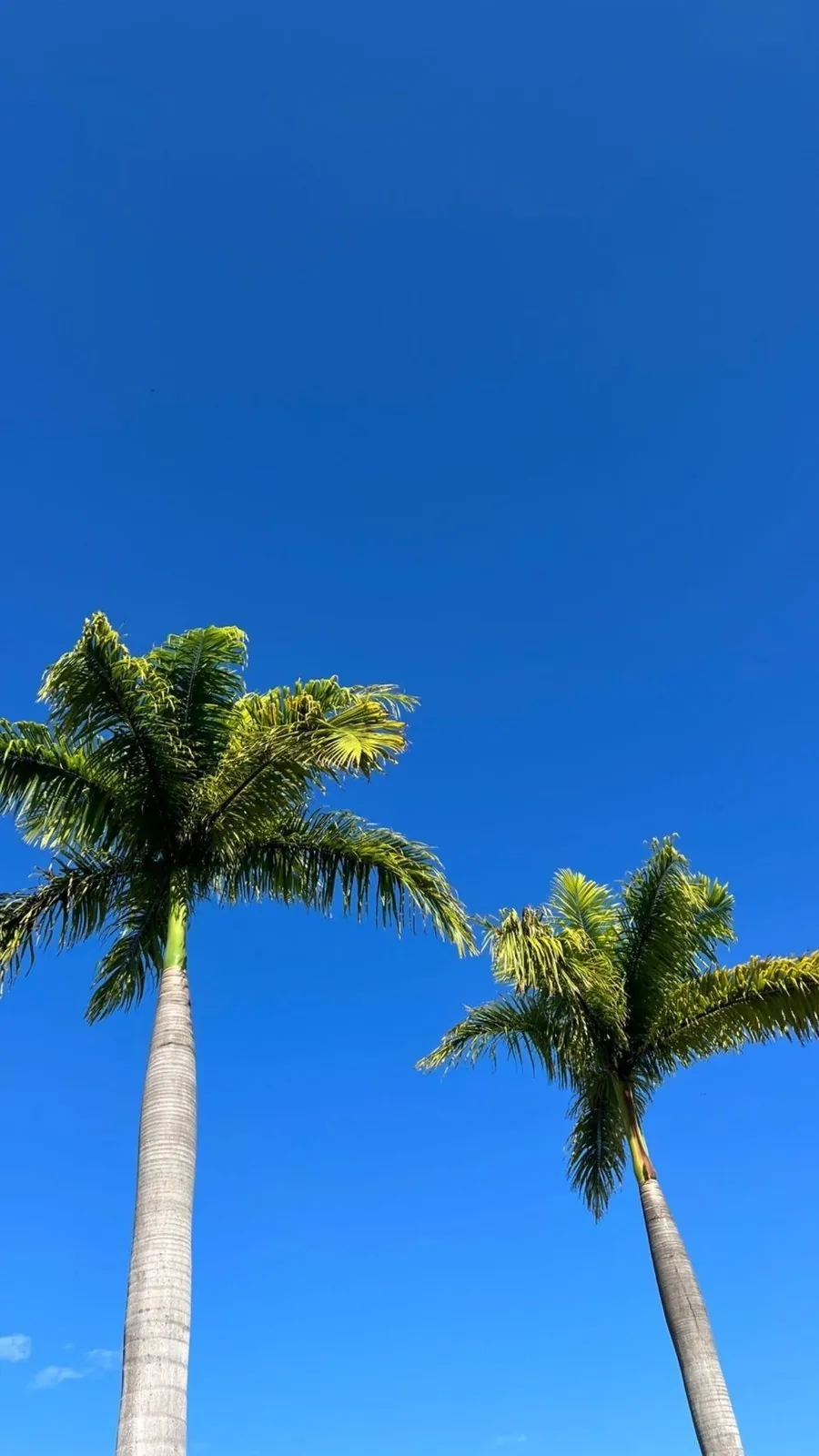 tall palm trees against a bright blue sky