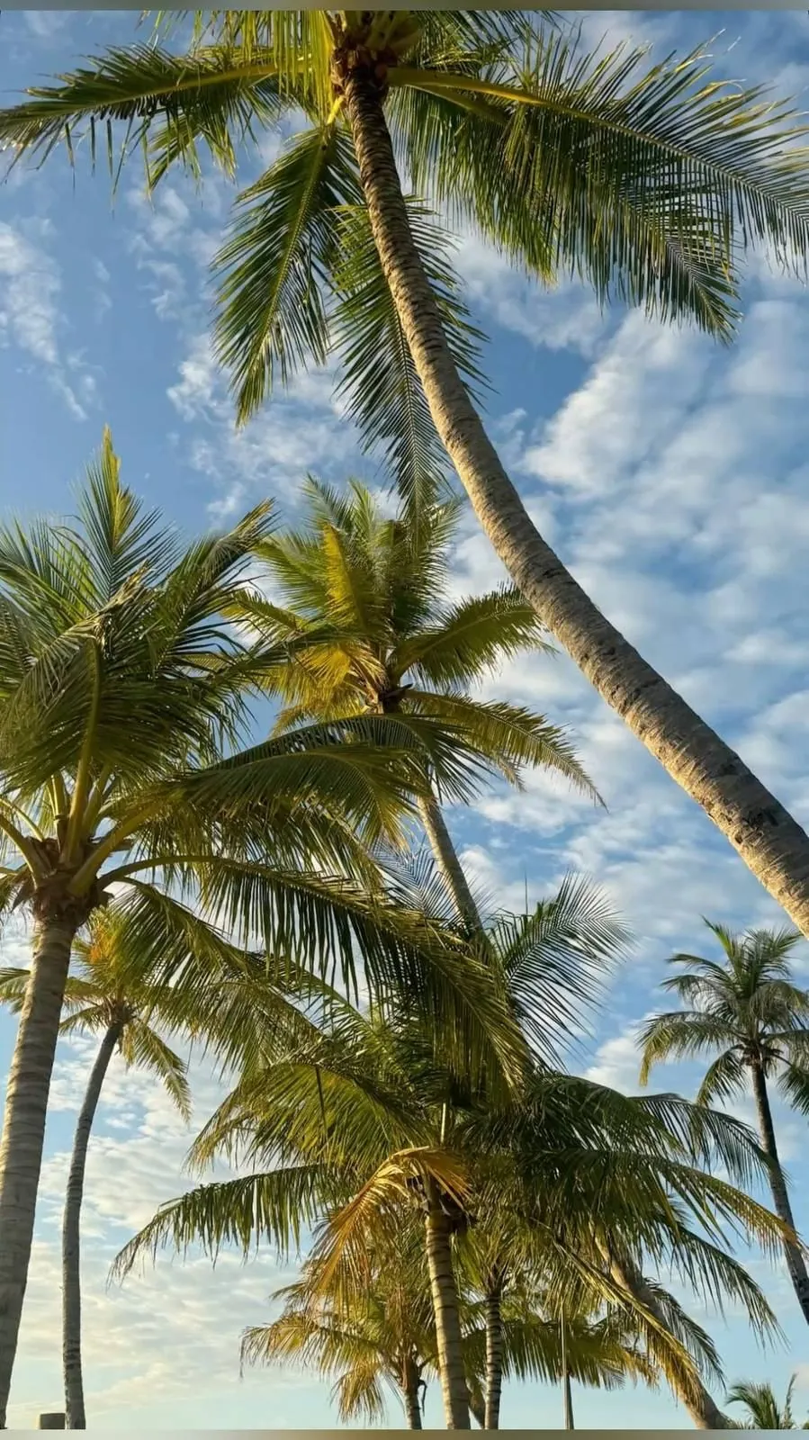 Palm trees against a blue sky on the Vietnamese coast