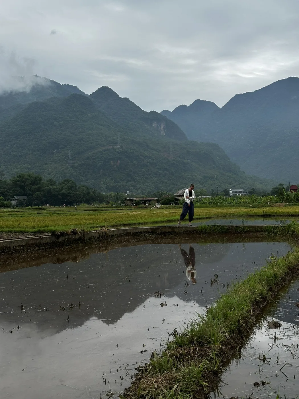 Person walking along a rice paddy dike with mountains reflected in the water