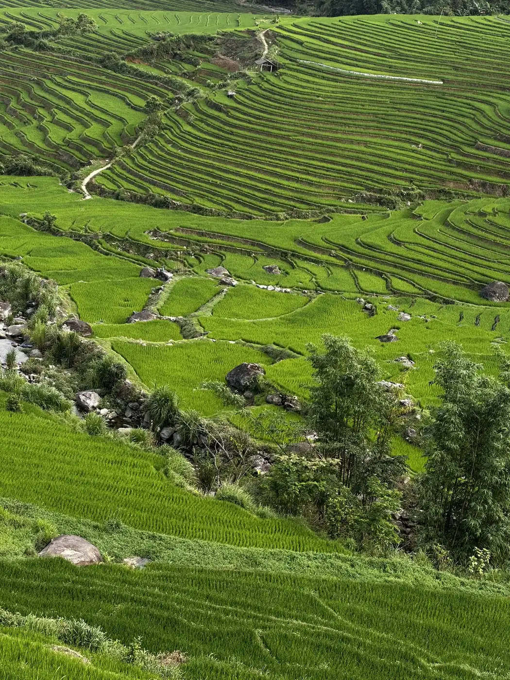 Green terraced rice fields with scattered boulders and bamboo groves on a hillside