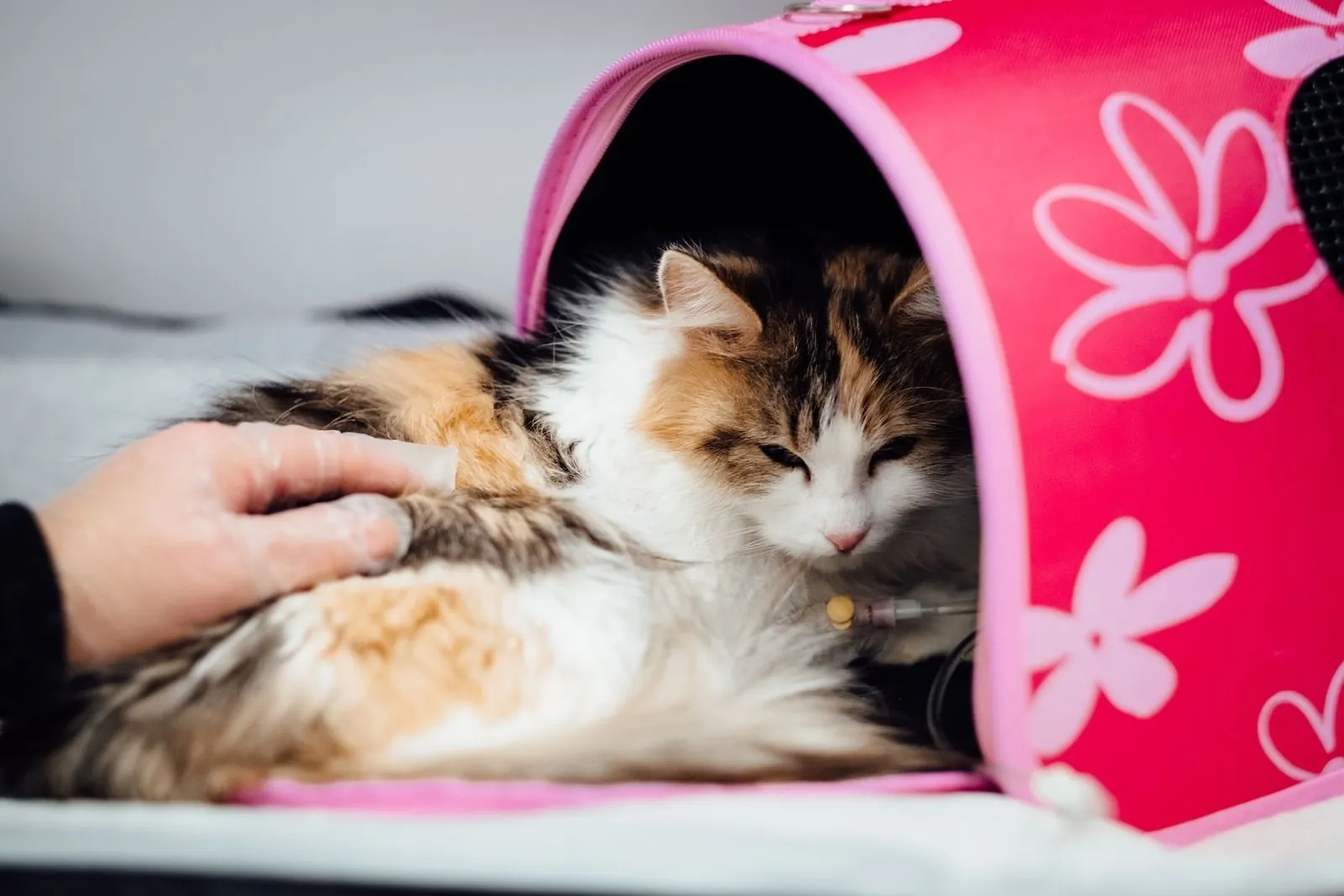 Cat receiving a vaccination while resting inside a travel carrier