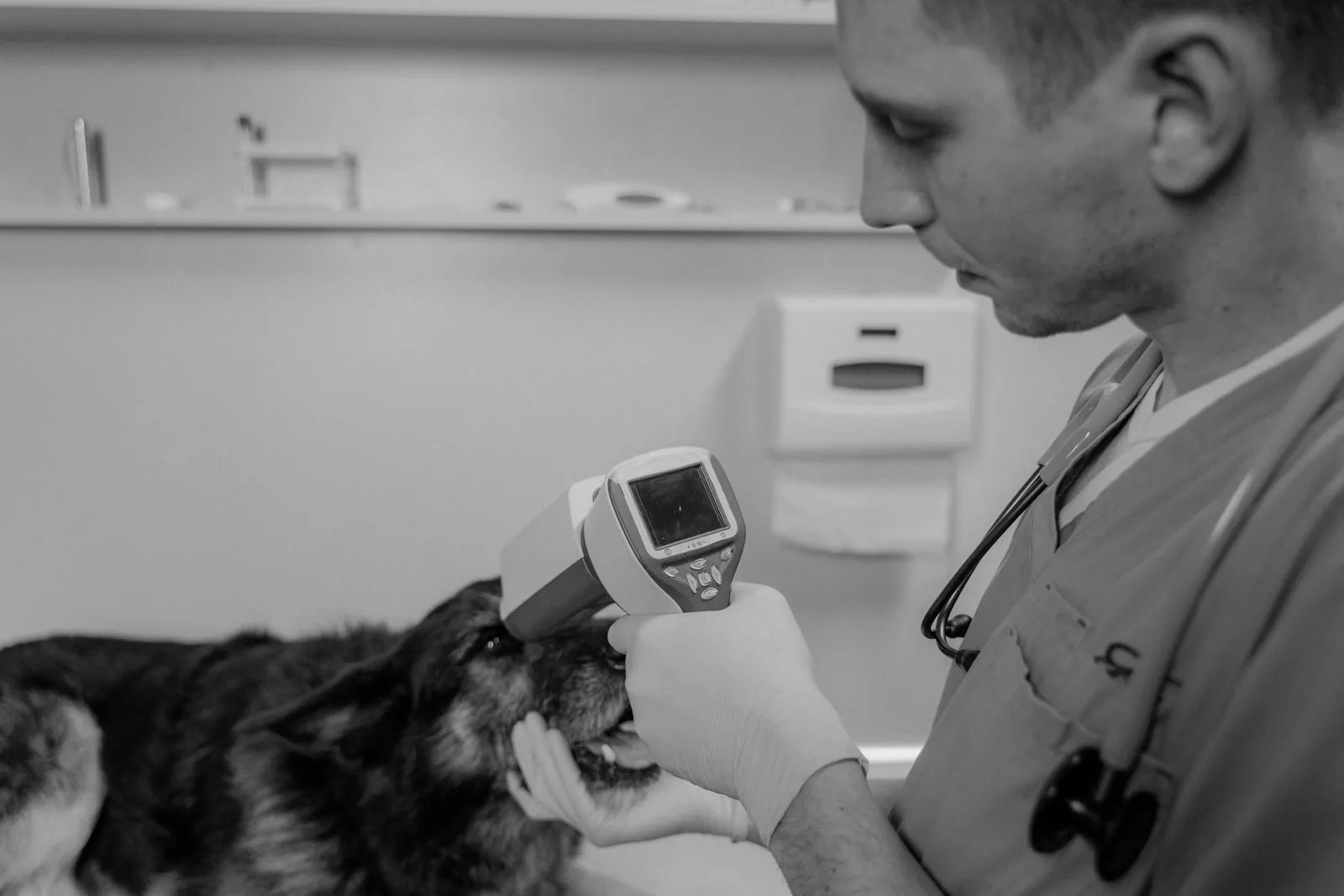 Veterinarian scanning a dog’s ISO microchip at a clinic