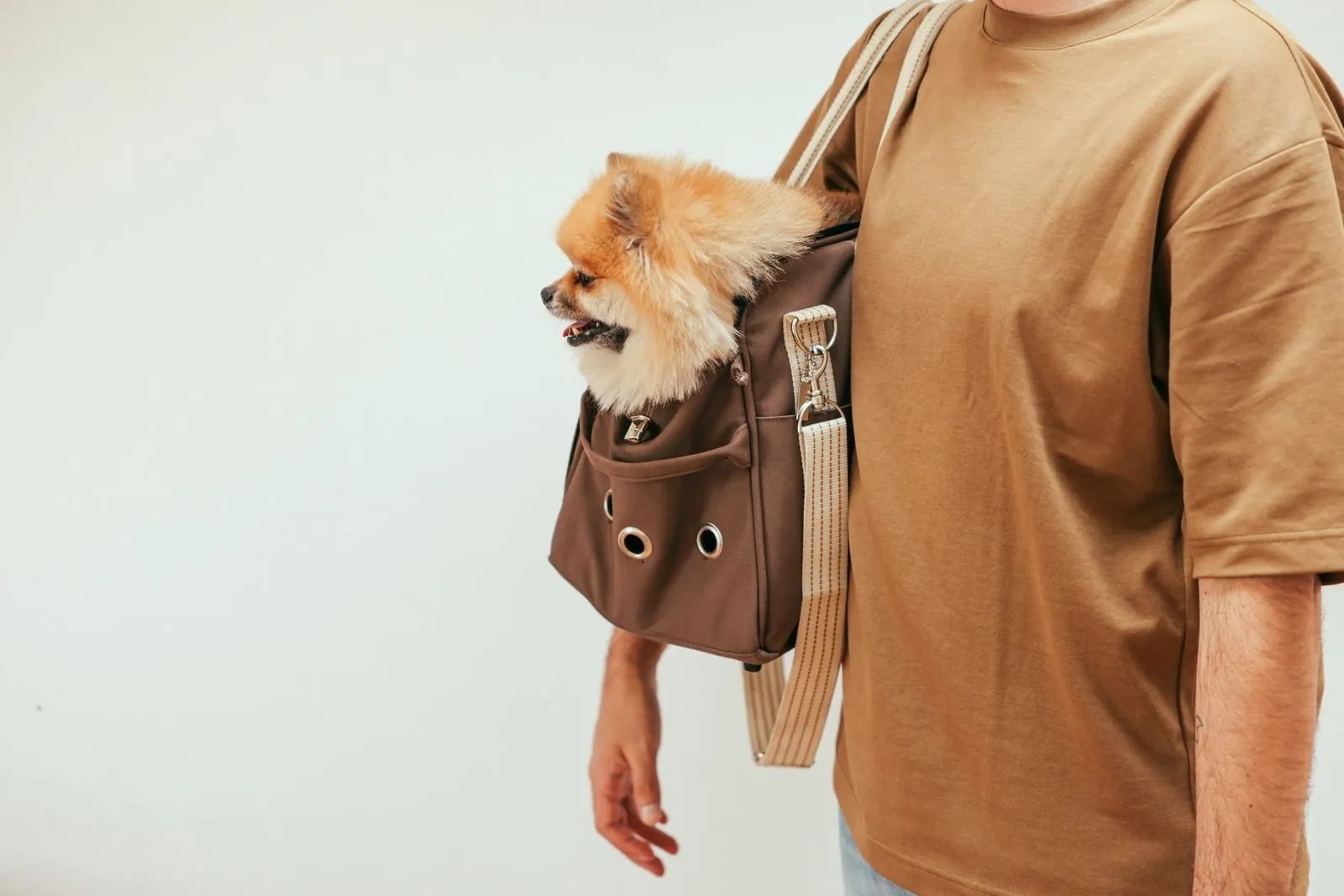 How to Bring a Dog or Cat to Vietnam: Microchip, Vaccines, Cabin Rules