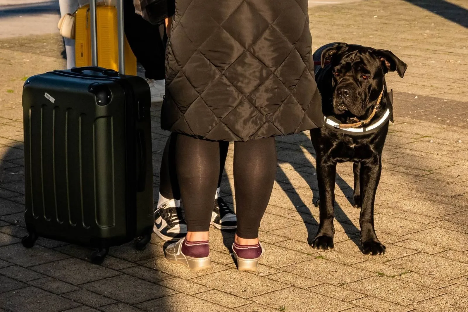 Large dog standing on a sidewalk next to travel suitcases