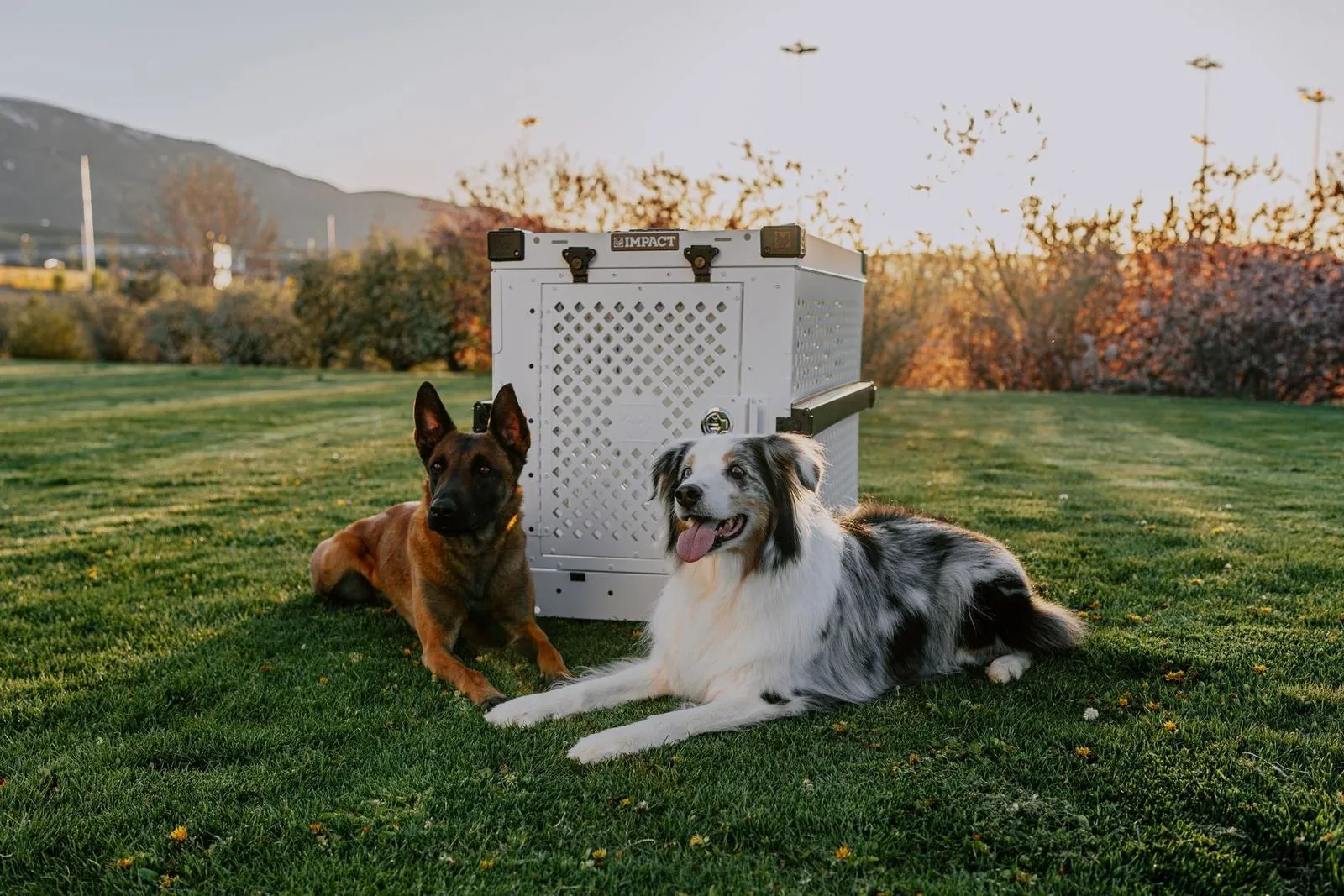Two dogs resting beside a rigid ventilated travel crate outdoors