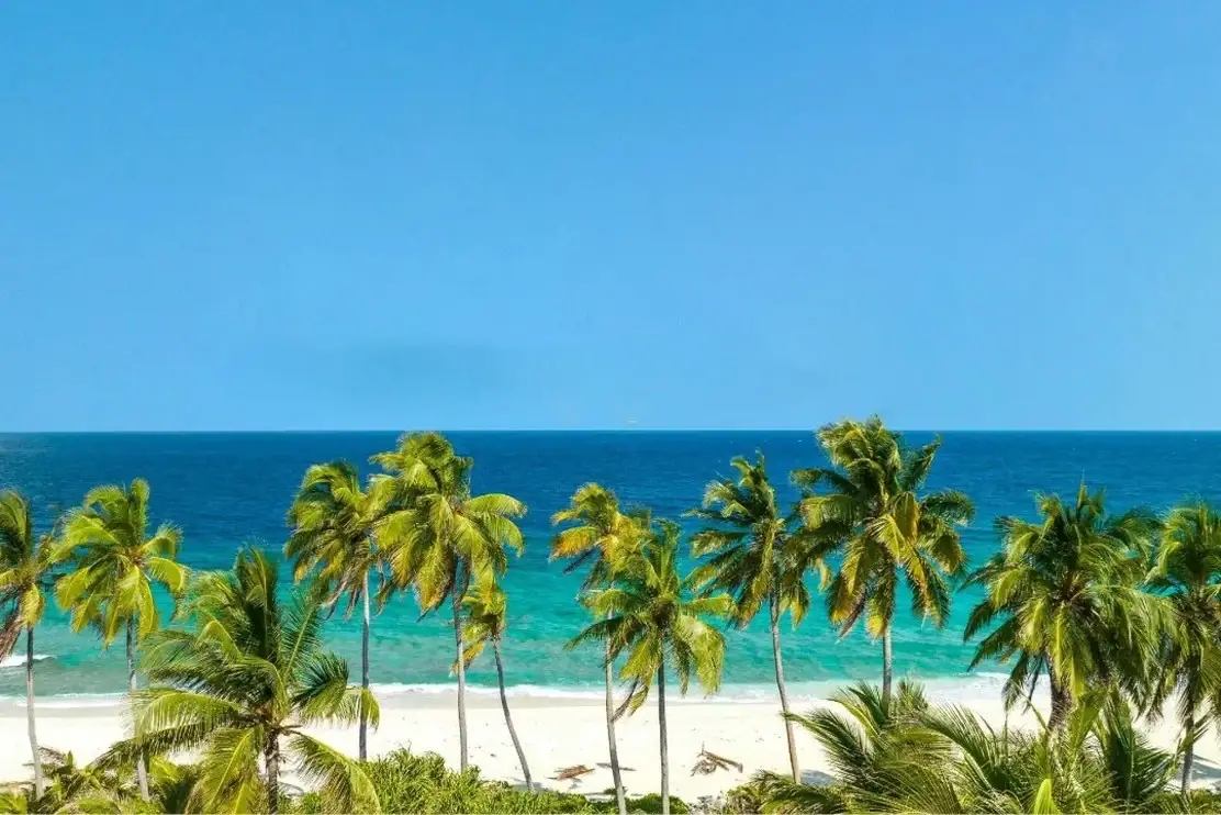 Palm trees along a beach in Vietnam