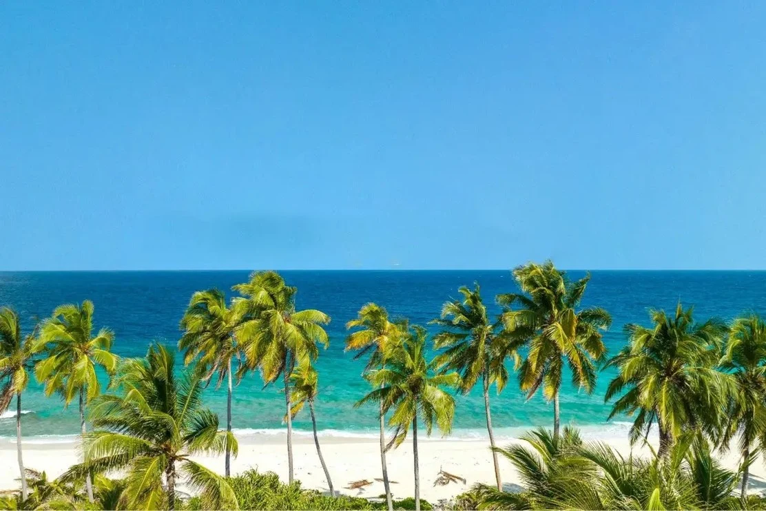 palm trees lining a Da Nang beach on a sunny day