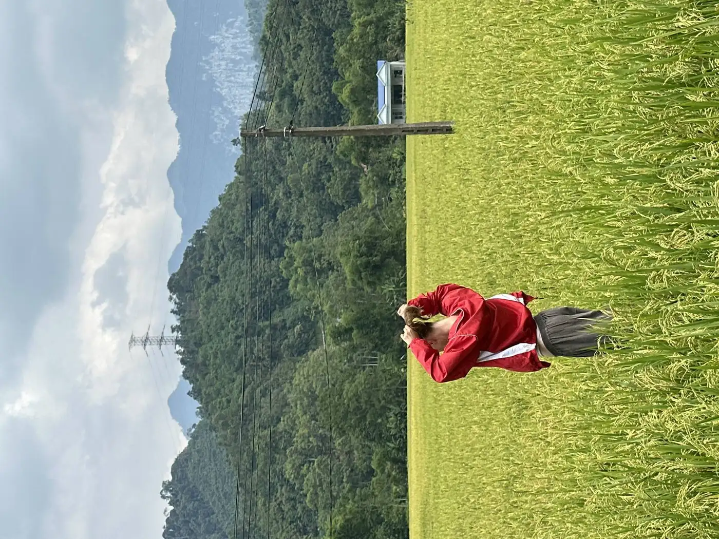 Traveler walking through a rice field with mountains behind her