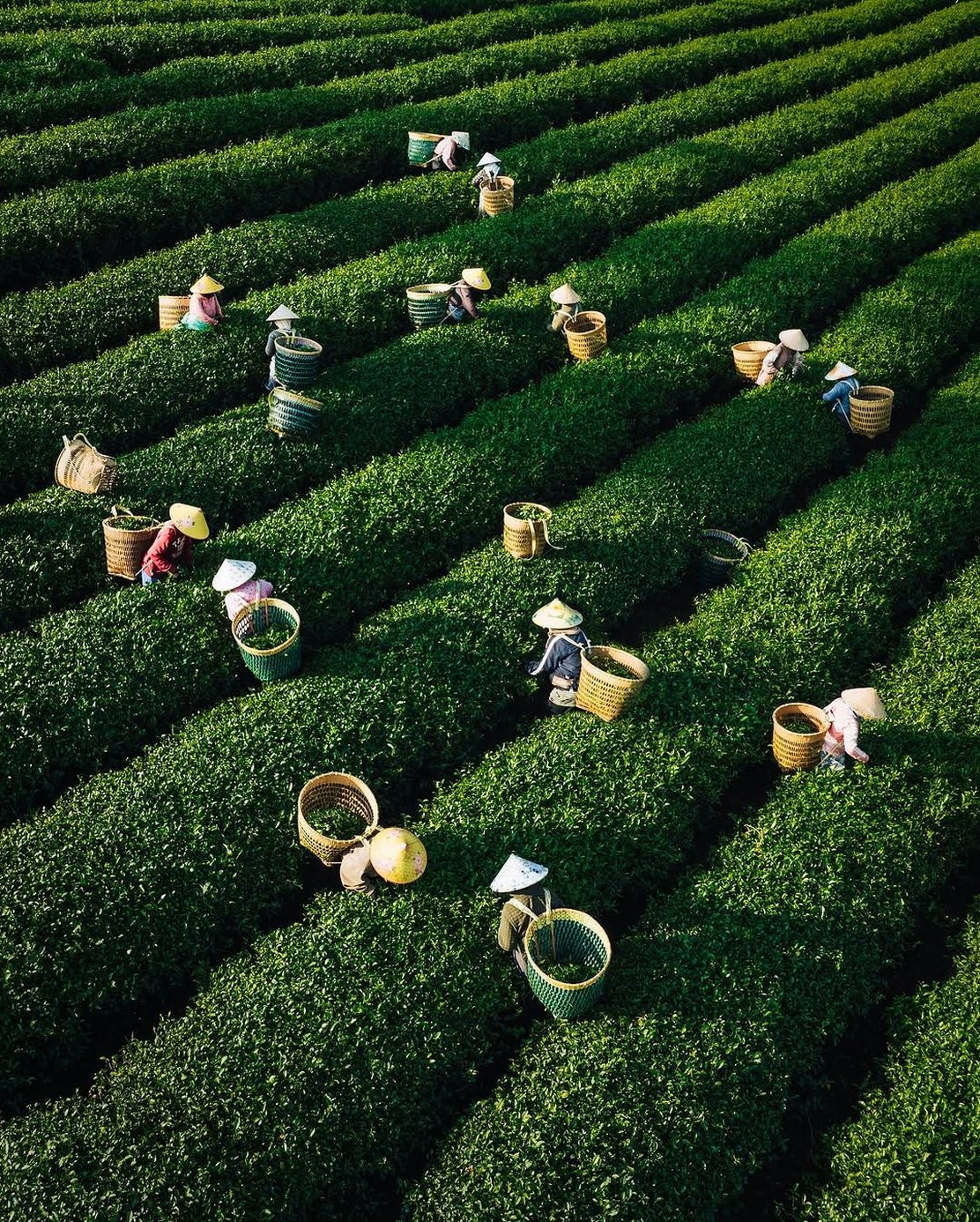 Vietnam tea plantation