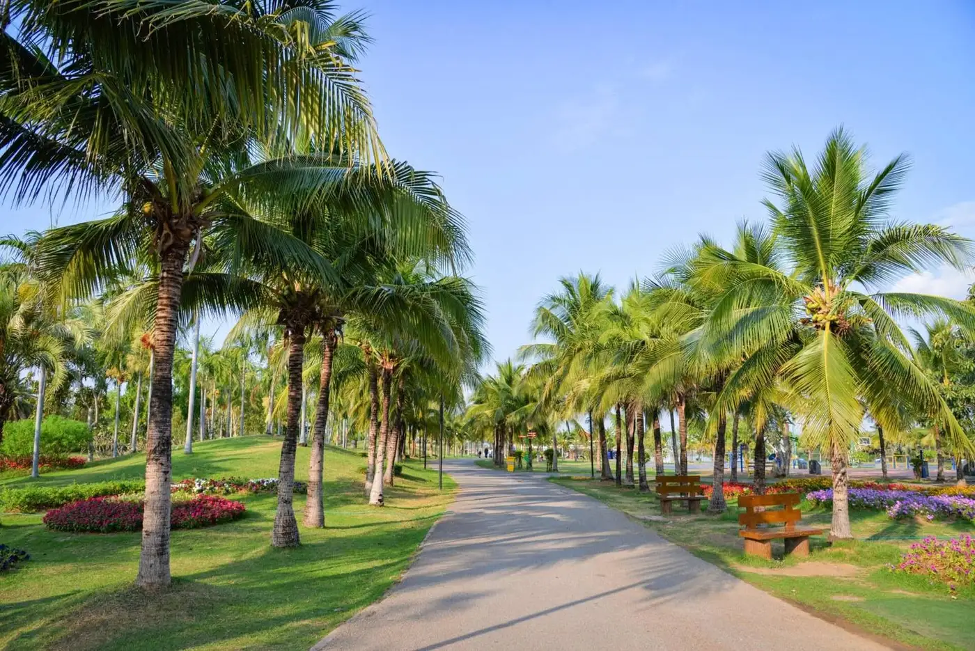 Palm-lined park path in a Vietnamese city
